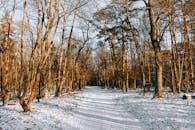 A tranquil winter scene of a snowy path through a woodland area in Konin, Poland.
