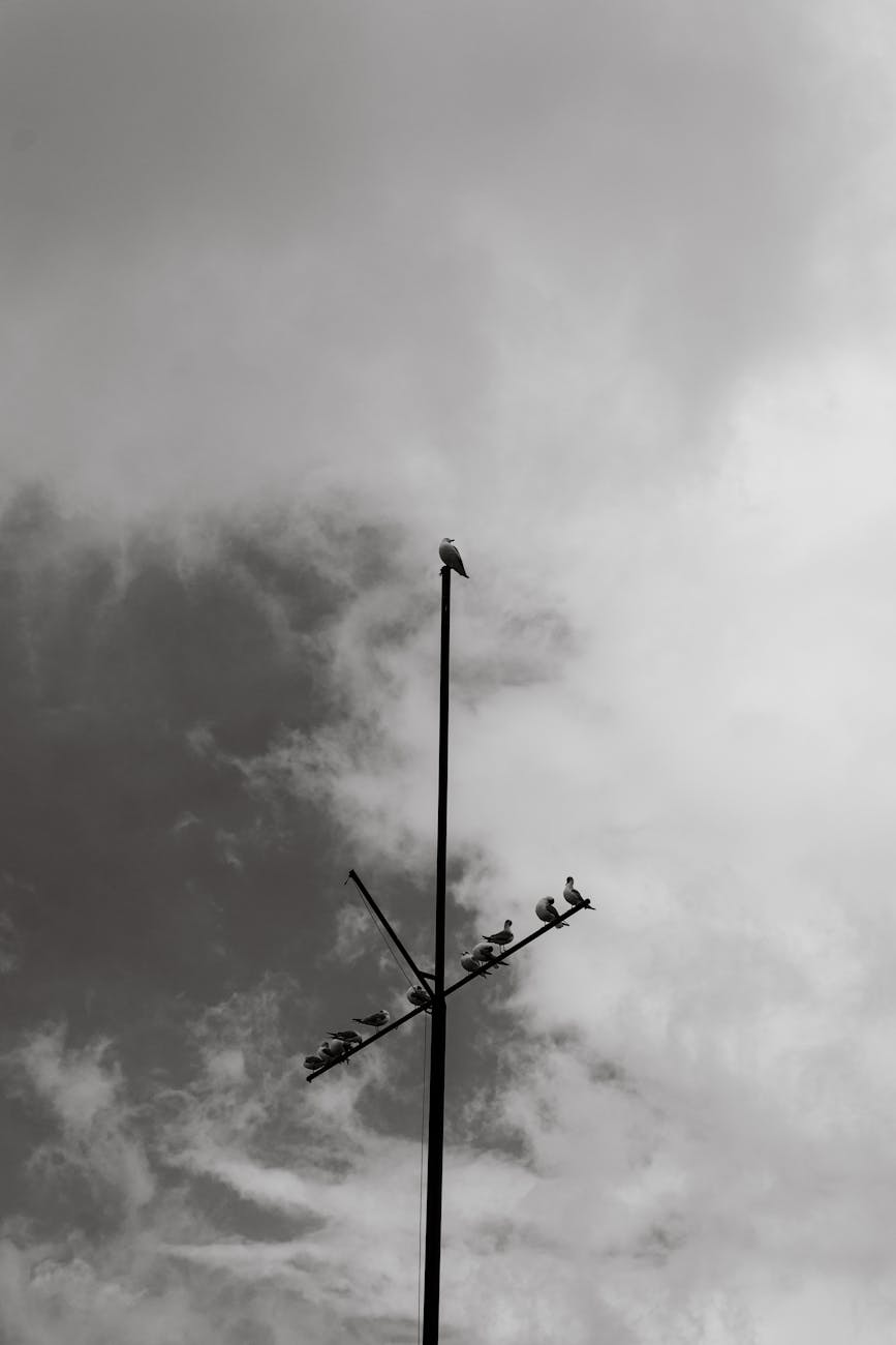 grayscale photo of birds perched on a post