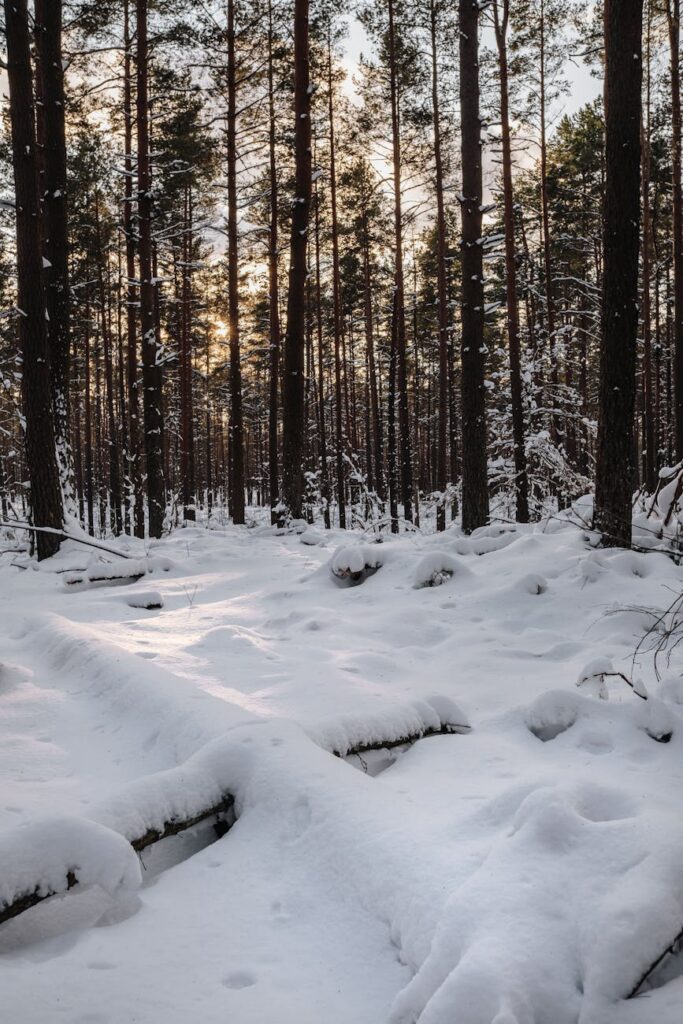 cold snow wood dawn