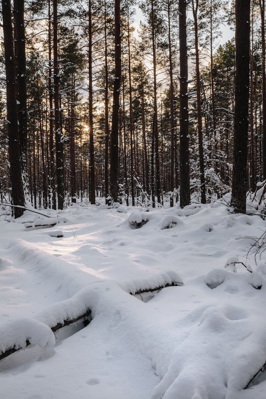 cold snow wood dawn
